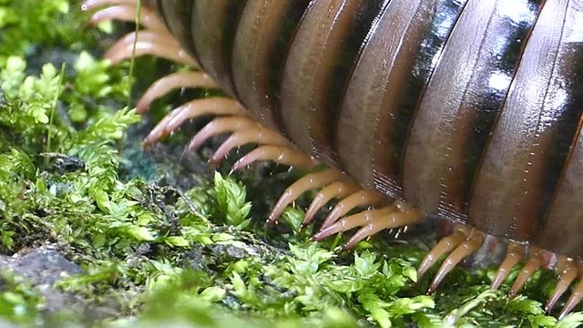 Close up of legs millipede in tropical rain forest.