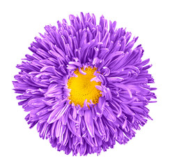 Violet aster flower with yellow heart macro photography isolated on white