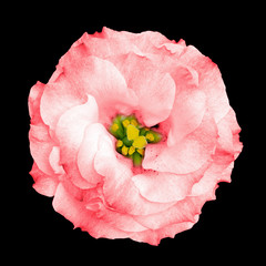 Surreal red rose flower isolated on black