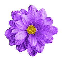 Surreal dark chrome violet gerbera flower macro isolated on white