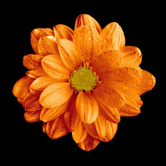 Surreal dark chrome orange gerbera flower macro isolated on black