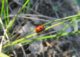 ladybug