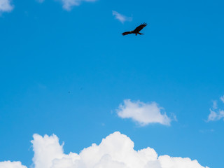 Tawny eagle bird spreading wing flying silhouette in the blue sky with white cloud