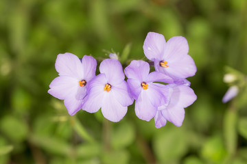 violet phlox in a spring
