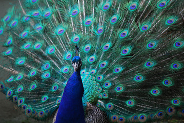 Naklejka premium Beautiful Blue Peafowl Plummage