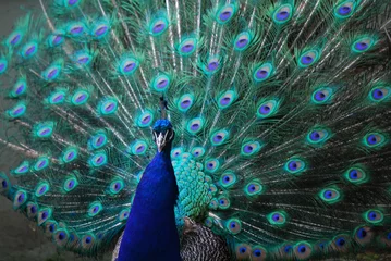 Crédence de cuisine en verre imprimé Paon Beautiful Blue Peafowl Plummage