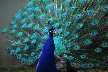 Obraz premium A Peacock with His Feather's Expanded