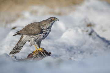 Northern Goshawk with pheasant