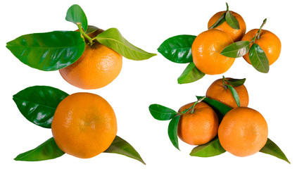 Set of mandarins with leaves, closeup