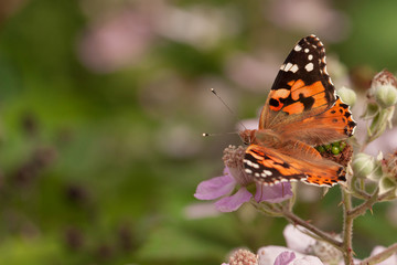 Obraz na płótnie Canvas Butterfly on a flower
