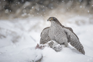 Wild female goshawk on prey