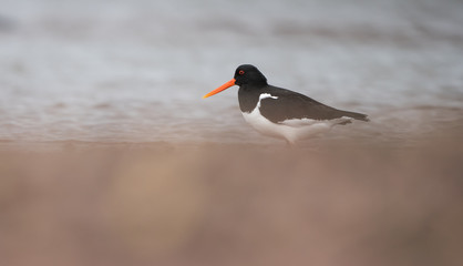 Eurasian Oystercatcher, Haematopus ostralegus