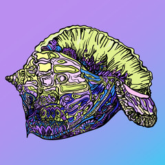 shell marine zendala stained 