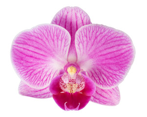 Naklejka na ściany i meble Pink orchid flower isolated