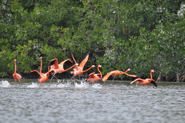 Naklejka premium wild flamingo colony