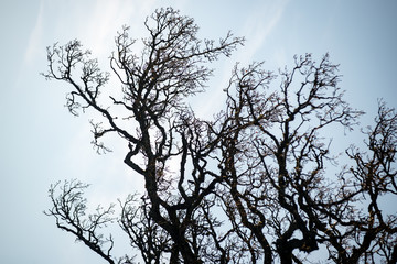 Old forest with moss covered trees and rays of sun