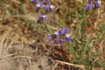 Riserva naturale Eloro