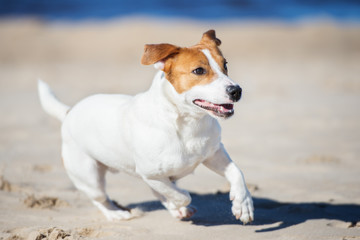 Obraz na płótnie Canvas jack russell terrier running outdoors