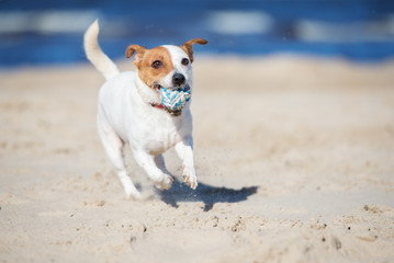 jack russell terrier running with a ball in her mouth