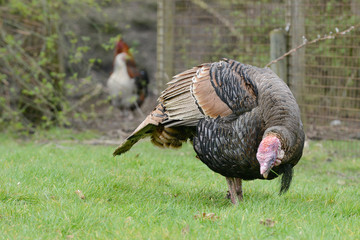 turkey  in free range