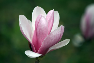 Closeup of a pink Magnolia blossom in full bloom - bokeh background