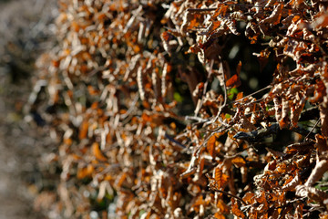 Hecke mit Hainbuche als Sträucher