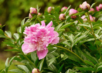 Blooming pink peony.