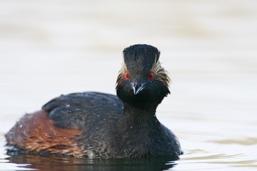 Black-necked grebe (Podiceps nigricollis) swimming in water, the Netherlands	