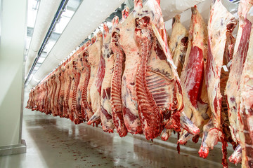 The meat processing plant. carcasses of beef hang on hooks.