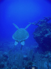 diving