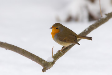 Robin in winter