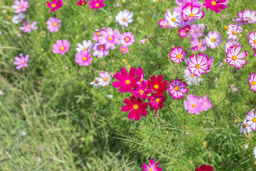 Cosmos Flowers field
