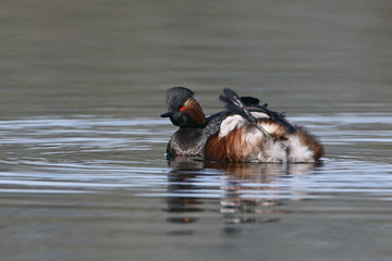 Black-necked grebe (Podiceps nigricollis) swimming in water, the Netherlands	