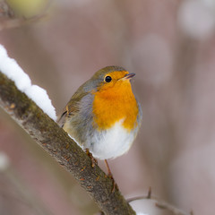 Robin close up in winter