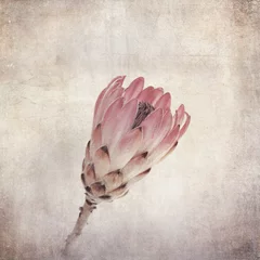 Fototapeten Vintage protea flower © Rixie