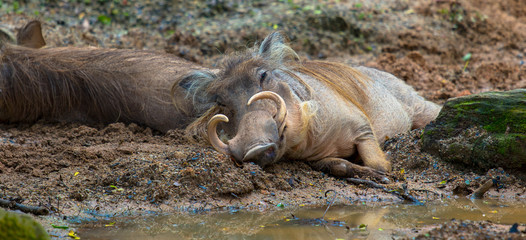 Warzenschweine liegend