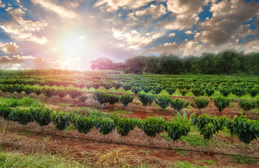 Plantation - Sunset at the coffee field landscape