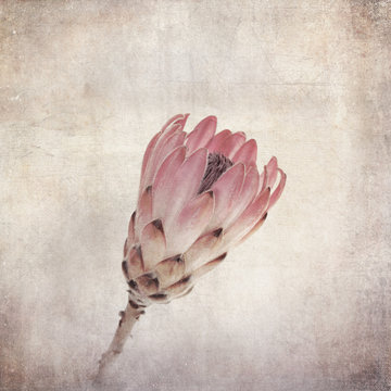 Vintage protea flower © Rixie