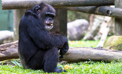 Schimpanse im Zoo Singapur