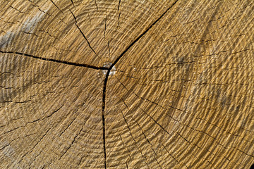 Fototapeta premium Holzstruktur im Baum Querschnitt Nahaufnahme