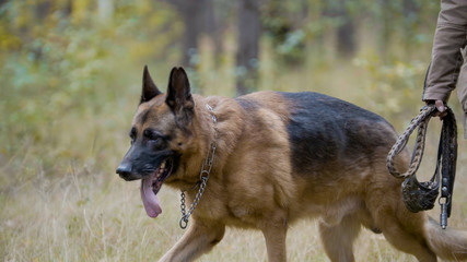 Pet - German shepherd dog in the autumn forest