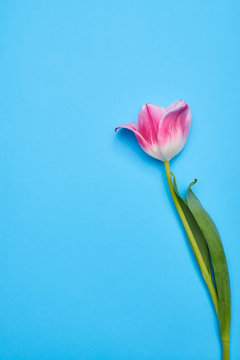 Top view of one pink tulip over a blue flatlay