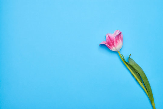 Flatlay view of a pink tulip over blue background