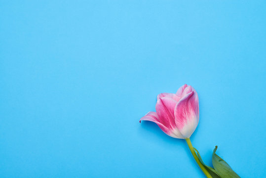 Top view of the only one pink tulip isolated over blue flatlay