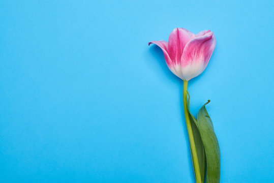 Top view of cup-shaped blossom pink tulip over blue flatlay
