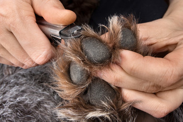 hands trimming claws of dog with clipper