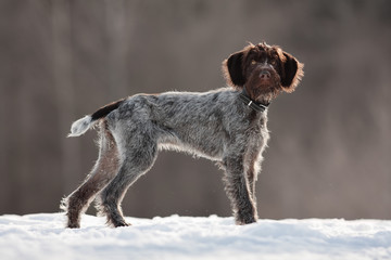 hunting dog on the winter walking