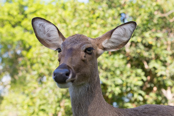 deer in the sunlight