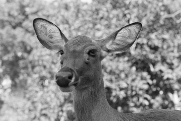 deer in the sunlight - black and white