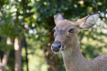 deer pinned ears